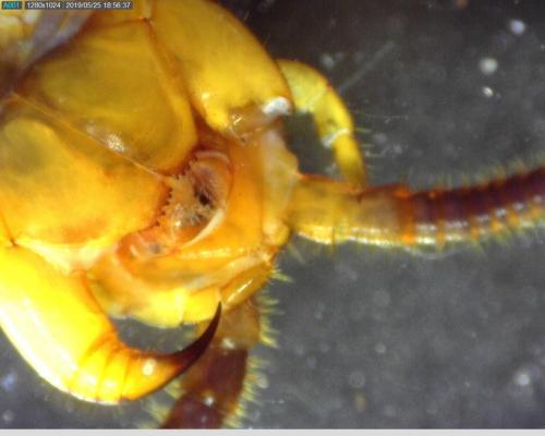 Lithobius forficatus